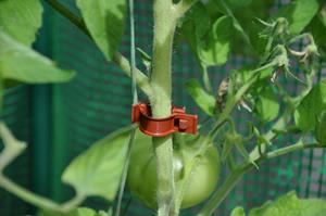 Royal Well 6 stuks! Tomato Clips / Clips a tomates 20 X - 