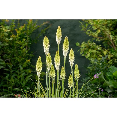 Plant in a Box Tritoma Kniphofia Ice Queen - Set Van 3 - Knollen