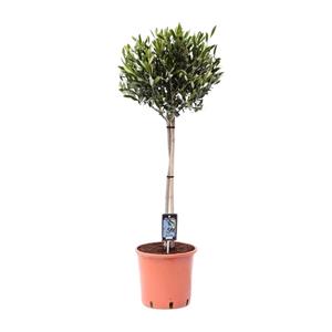 Everspring Olea olijf - ø22cm - ↑↓f90cm