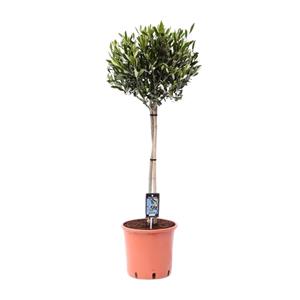 Everspring Olea olijf - ø22cm - ↑↓f100cm