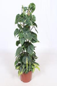 Everspring Philodendron scandens brasil ø24 ↑↓f120