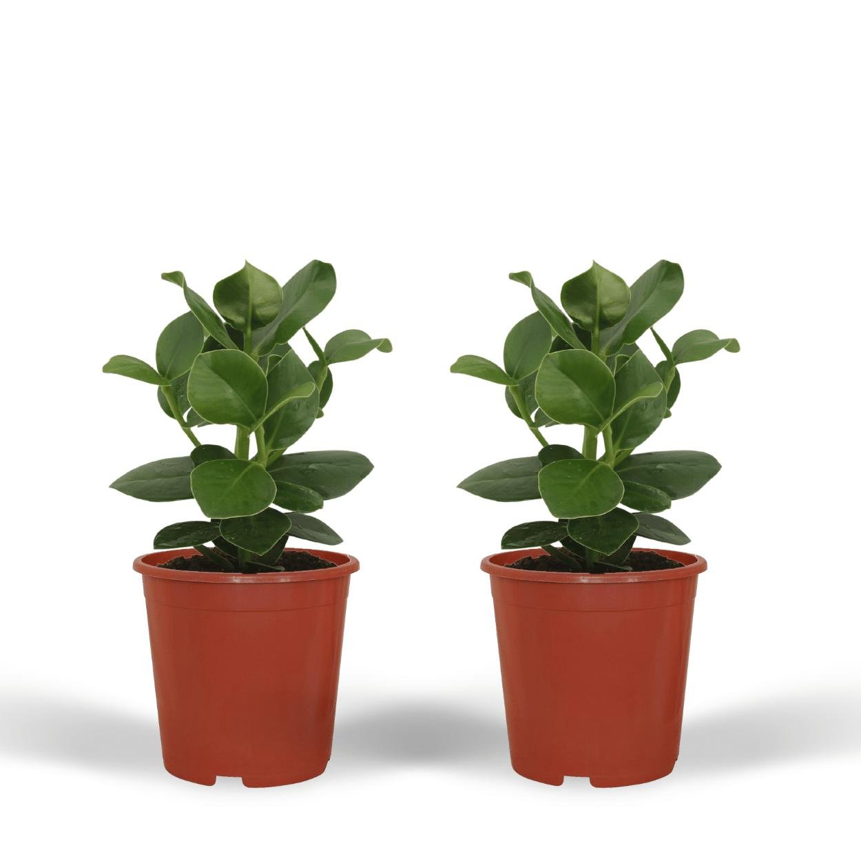 Everspring Clusia princess  -duo - handtekeningboom - 15cm - ø12 in dit pakket zitten 2 planten
