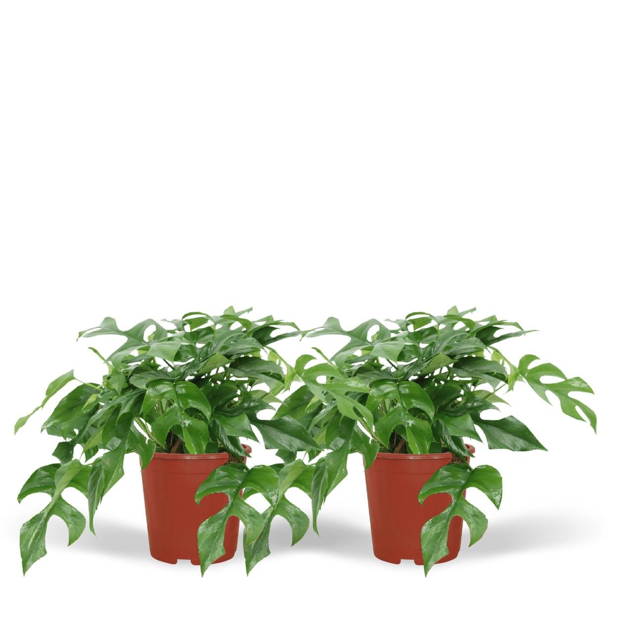 Everspring Monstera minima  -duo- gatenplant - 25cm - ø15 in dit pakket zitten 2 planten