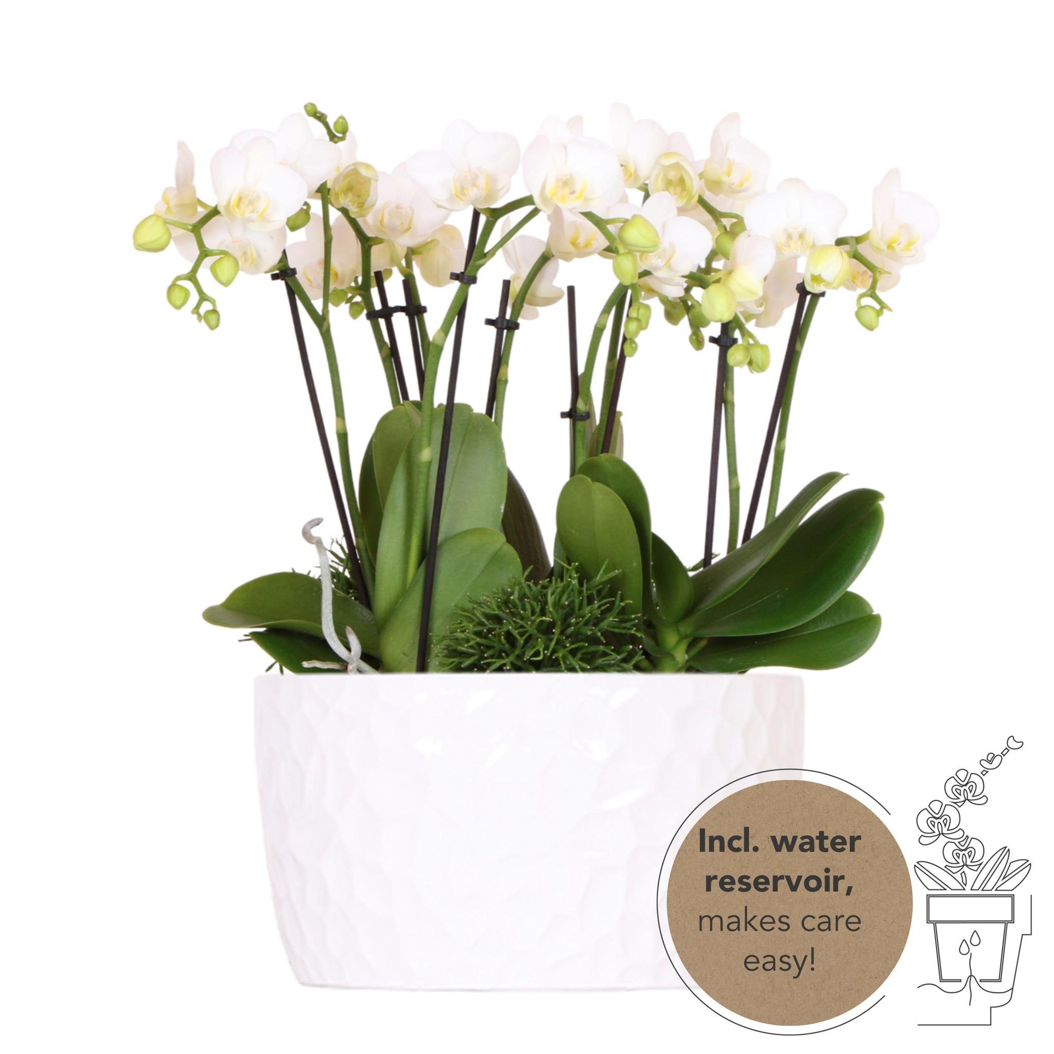 Everspring Witte plantenset in honey dish incl. Waterreservoir | drie witte orchideeën amabilis 9cm en drie groene planten rhipsalis | jungle bouquet wit met zelfvoorzienend waterr