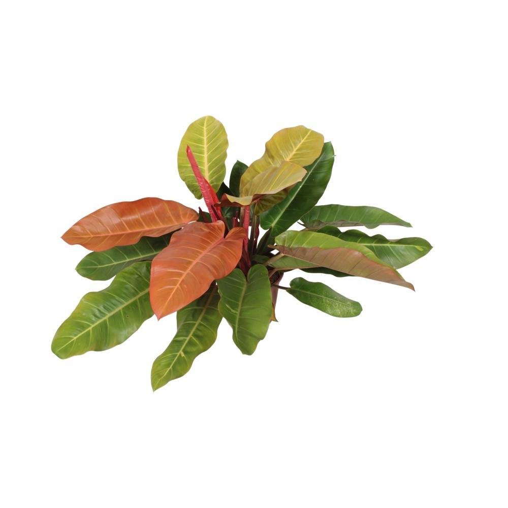 Everspring Philodendron prince of orange - ø27cm - ↑↓f75cm ø27cm - ↑↓f75cm