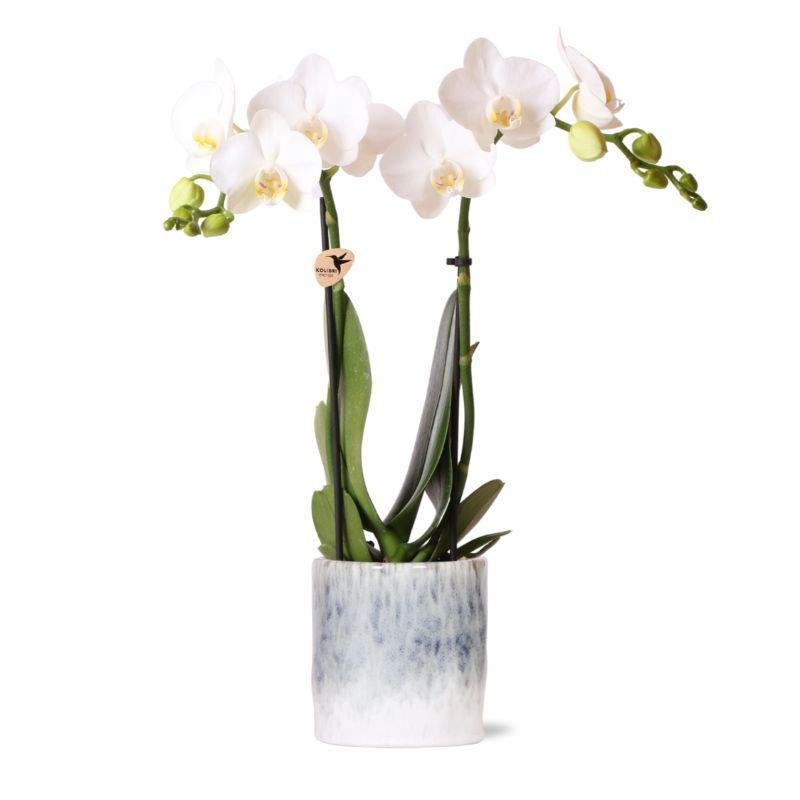 kolibriorchids Kolibri Orchids - Orchidée Phalaenopsis blanche - Amabilis + pot Sky - taille du pot 9cm - hauteur 40cm - plante d'intérieur à fleurs
