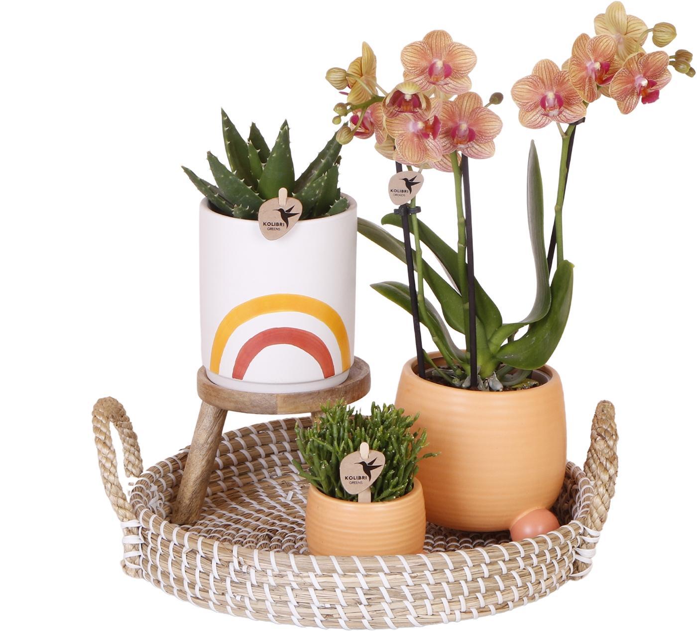Everspring Oranje phalaenopsis orchidee potmaat ø9cm | bloeiende kamerplant - vers van de kweker complete plantenset happy | groene planten set met oranje phalaenopsis orchidee e