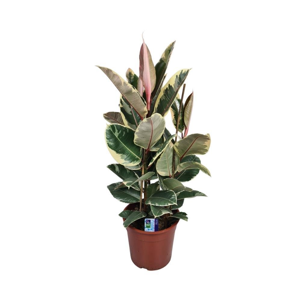 Everspring Ficus elastica tineke - ø27cm - ↑↓f85cm