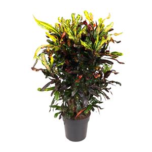 Everspring Codiaeum variegatum mammi - ø27cm - ↑↓f100cm