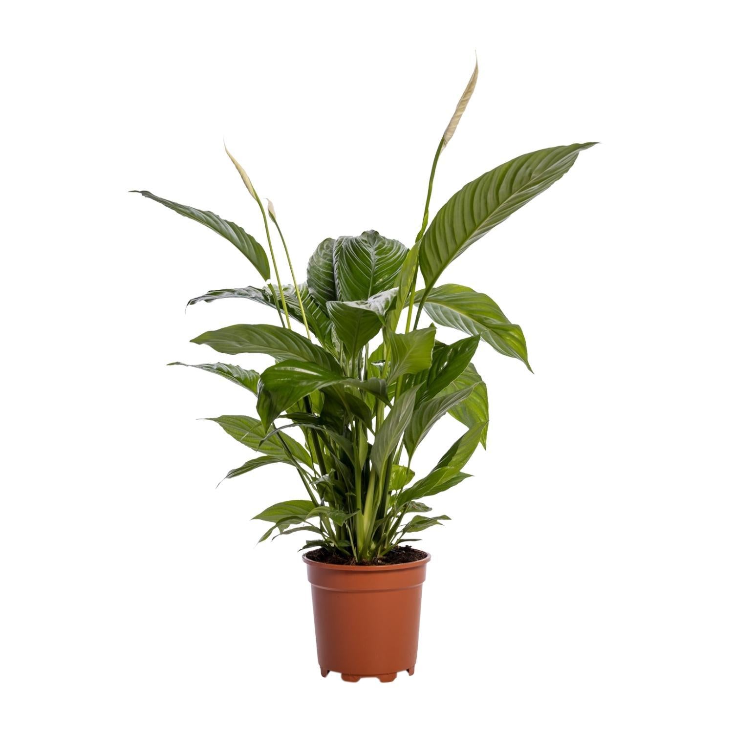 Everspring Spathiphyllum bingo cupido - ø19cm - ↑↓f80cm ø19cm - ↑↓f80cm