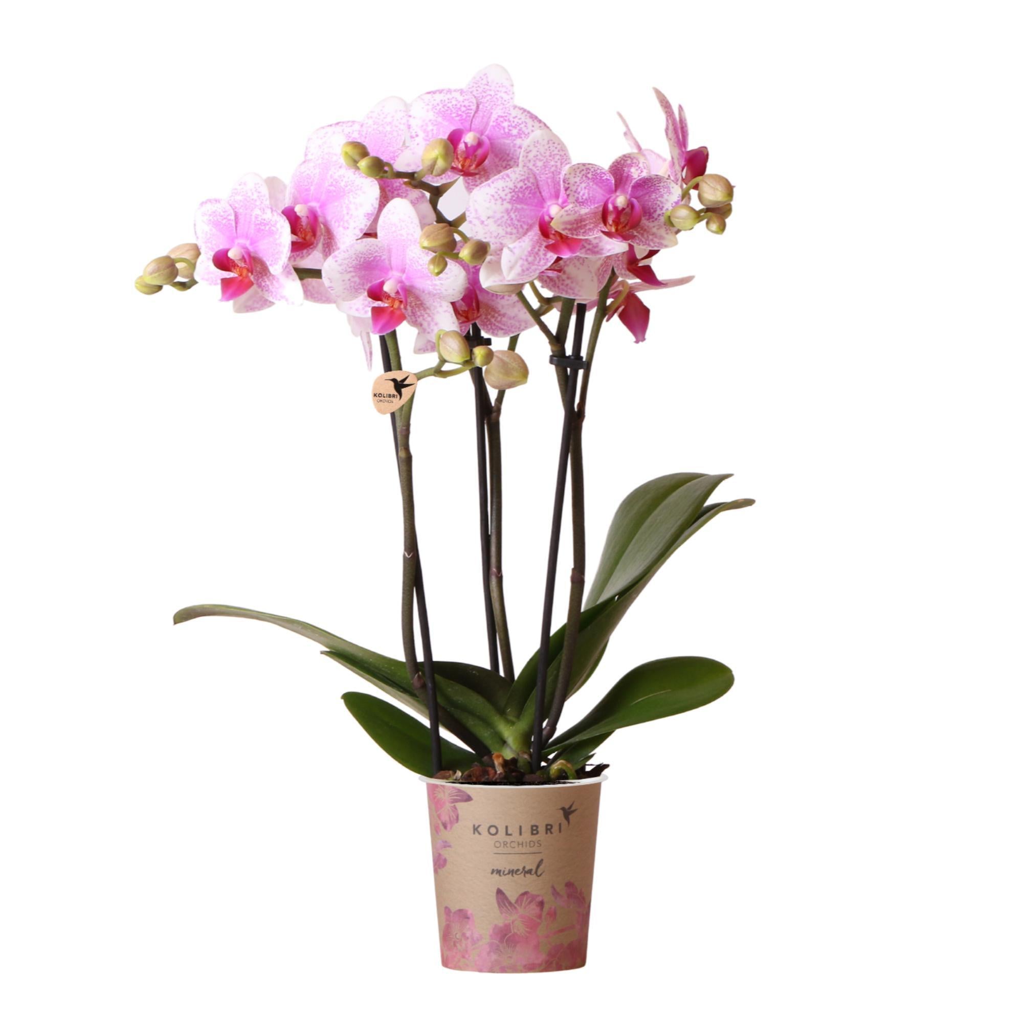 Everspring Kolibri orchids | roze phalaenopsis orchidee - mineral rotterdam - potmaat ø9cm | bloeiende kamerplant - vers van de kweker