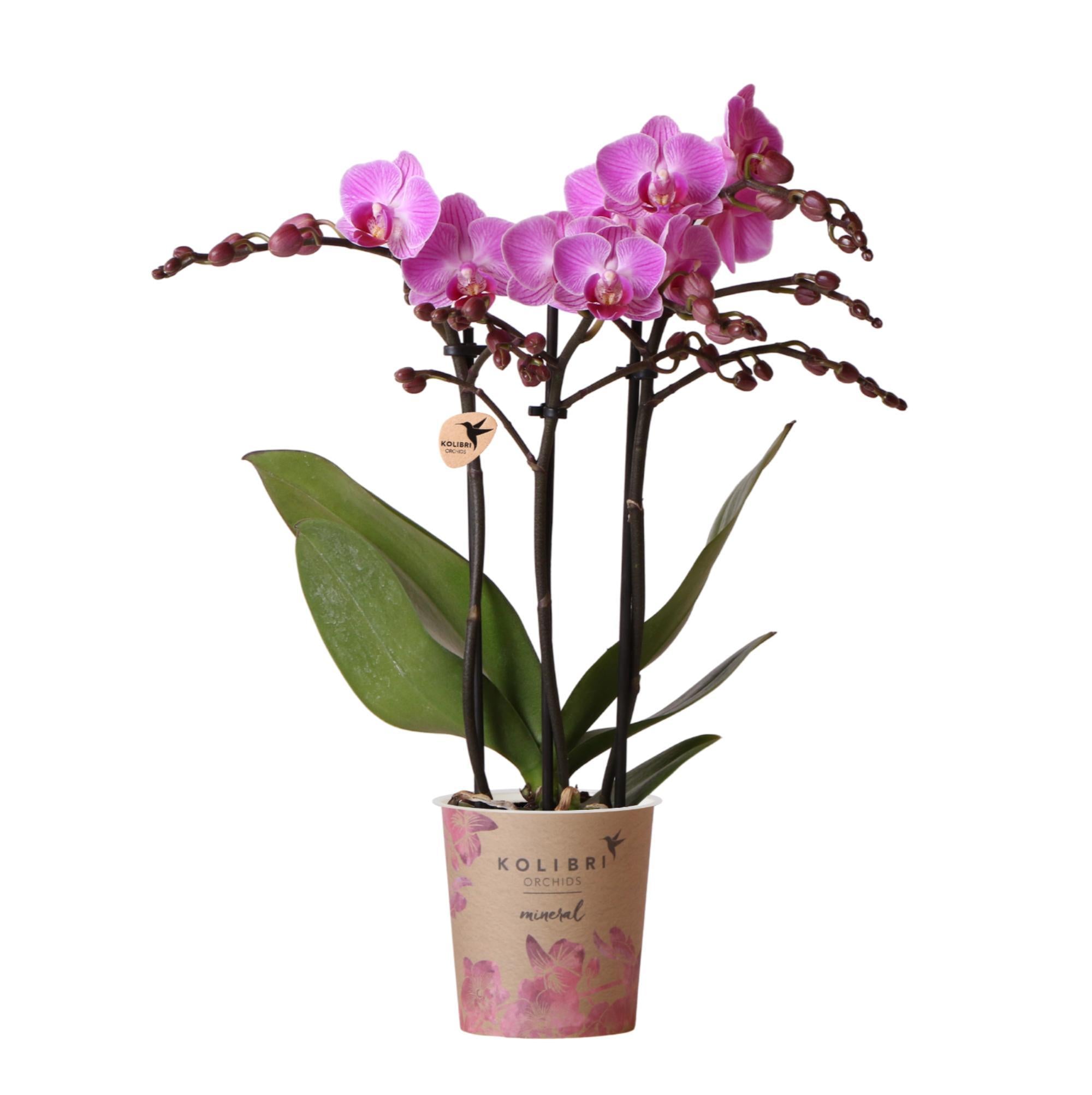 Everspring Kolibri orchids | paars/ roze phalaenopsis orchidee - mineral vienna - potmaat ø9cm | bloeiende kamerplant - vers van de kweker kolibri orchids | paars/ r