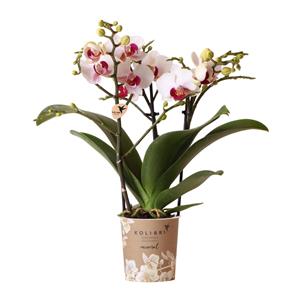 Everspring Witte phalaenopsis orchidee - mineral gibraltar -  potmaat ø9cm | bloeiende kamerplant - vers van de kweker