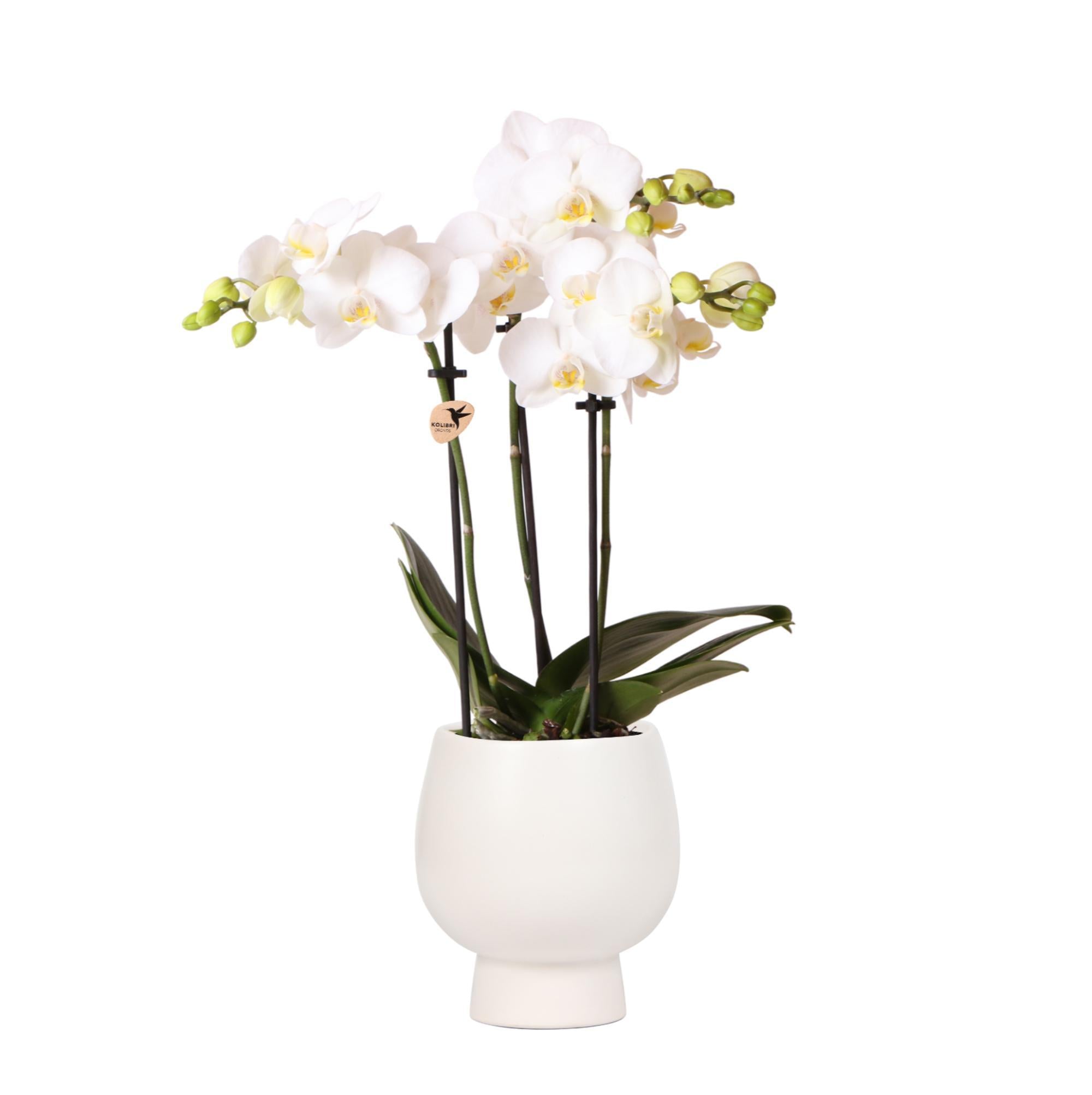 Everspring Kolibri orchids | witte phalaenopsis orchidee – amabilis + scandic sierpot wit – potmaat ø9cm – 45cm hoog | bloeiende kamerplant in bloempot - vers van de kweker