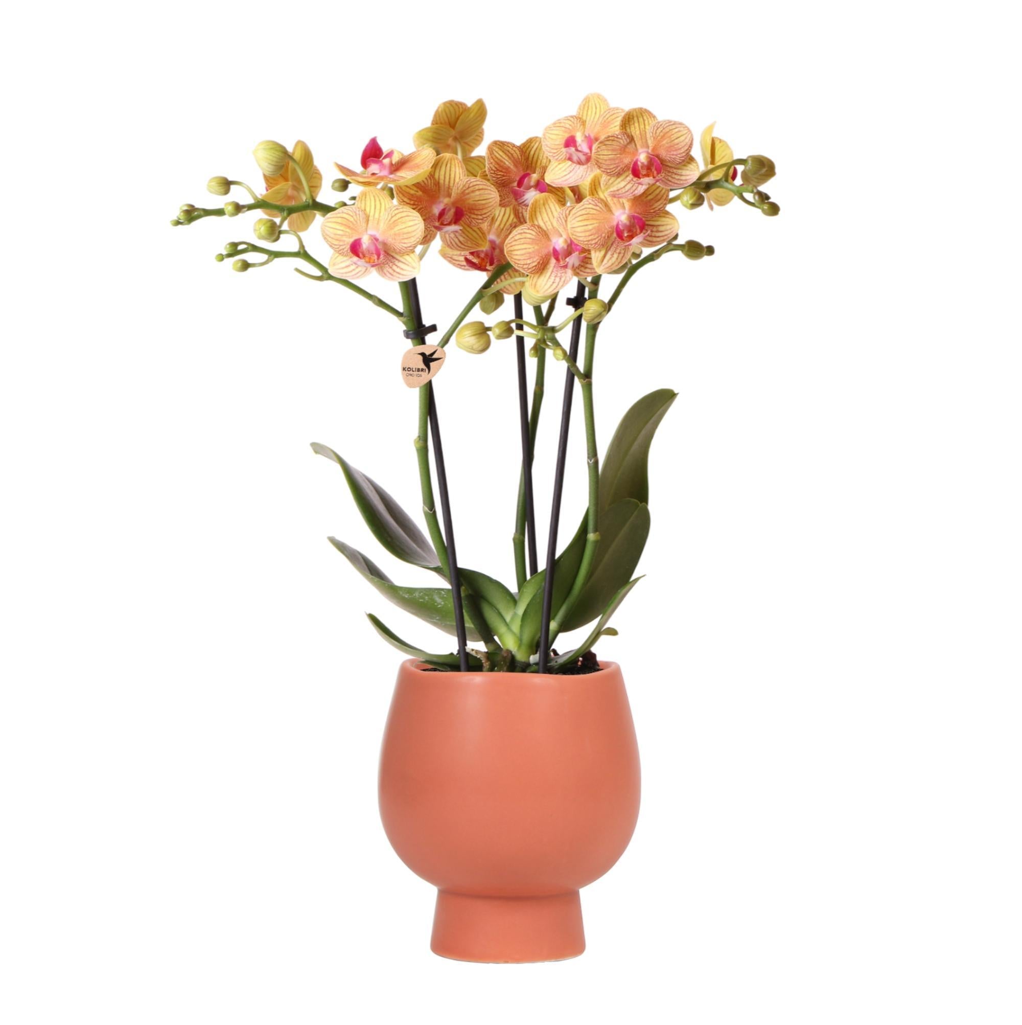 Everspring Kolibri orchids | oranje phalaenopsis orchidee – jamaica + scandic sierpot terracotta – potmaat ø9cm – 40cm hoog | bloeiende kamerplant in bloempot - vers van de