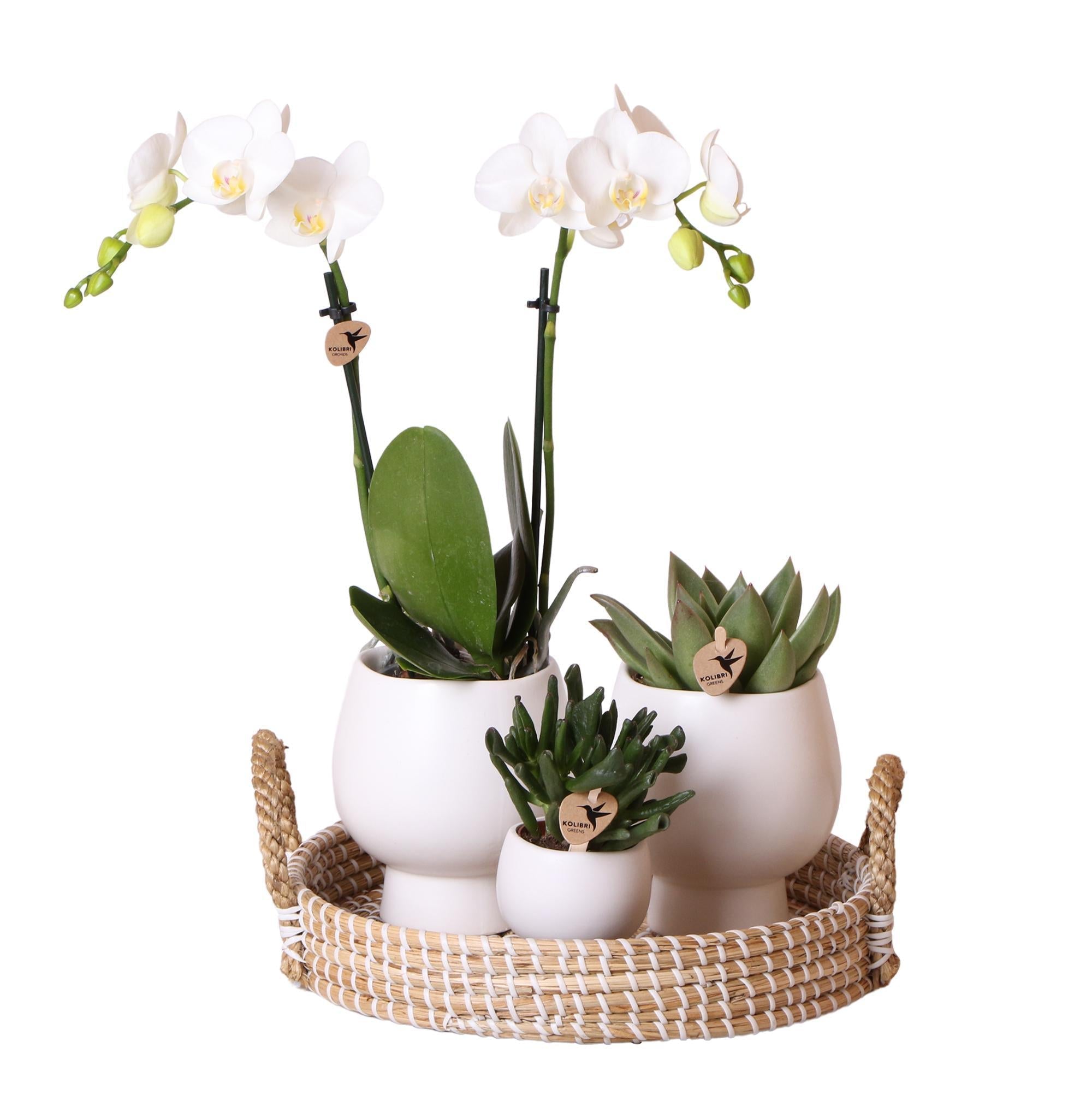 Everspring Planten set scandic white | groene planten set met witte phalaenopsis orchidee en succulenten incl. Keramieken sierpotten