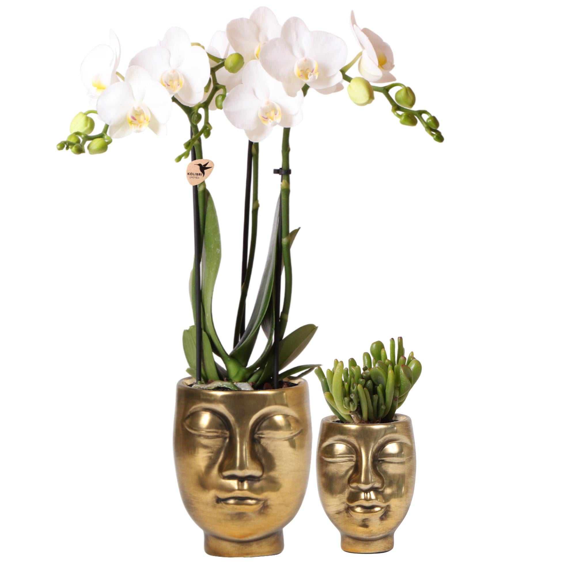 Everspring Set met witte phalaenopsis orchidee ø9cm en groene plant succulent ø6cm | incl. Keramieken sierpotten