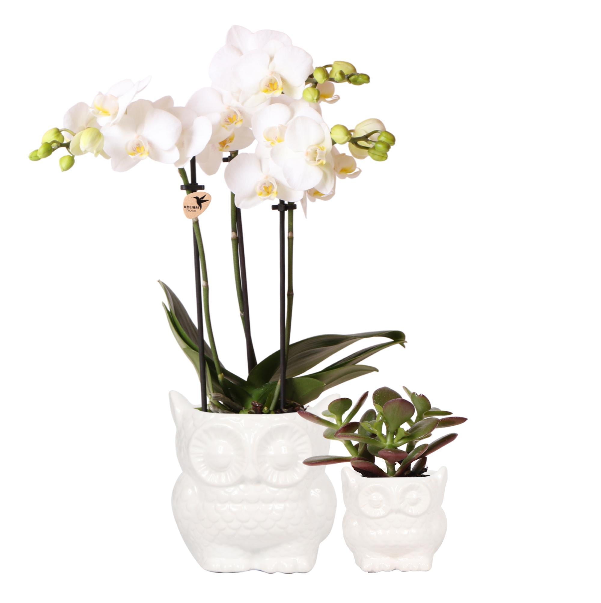 Everspring Kolibri orchids | witte phalaenopsis orchidee - amabilis - potmaat ø9cm | bloeiende kamerplant - vers van de kweker planten set owl white | set met witte 