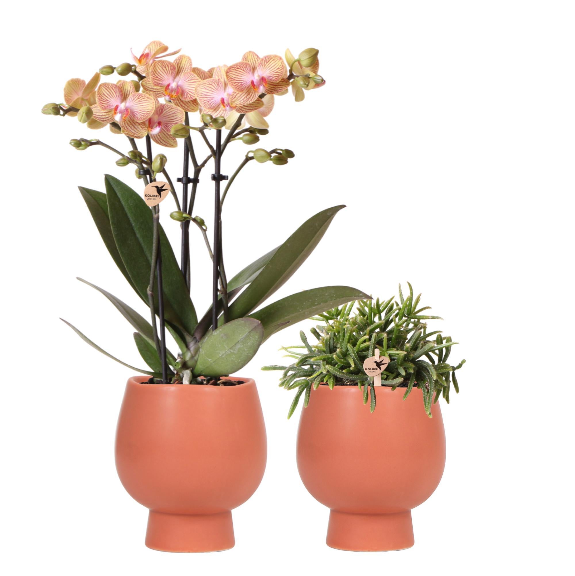 Everspring Planten set scandic - met oranje phalaenopsis orchidee en rhipsalis - incl. Keramieken sierpotten | potmaat ø9cm