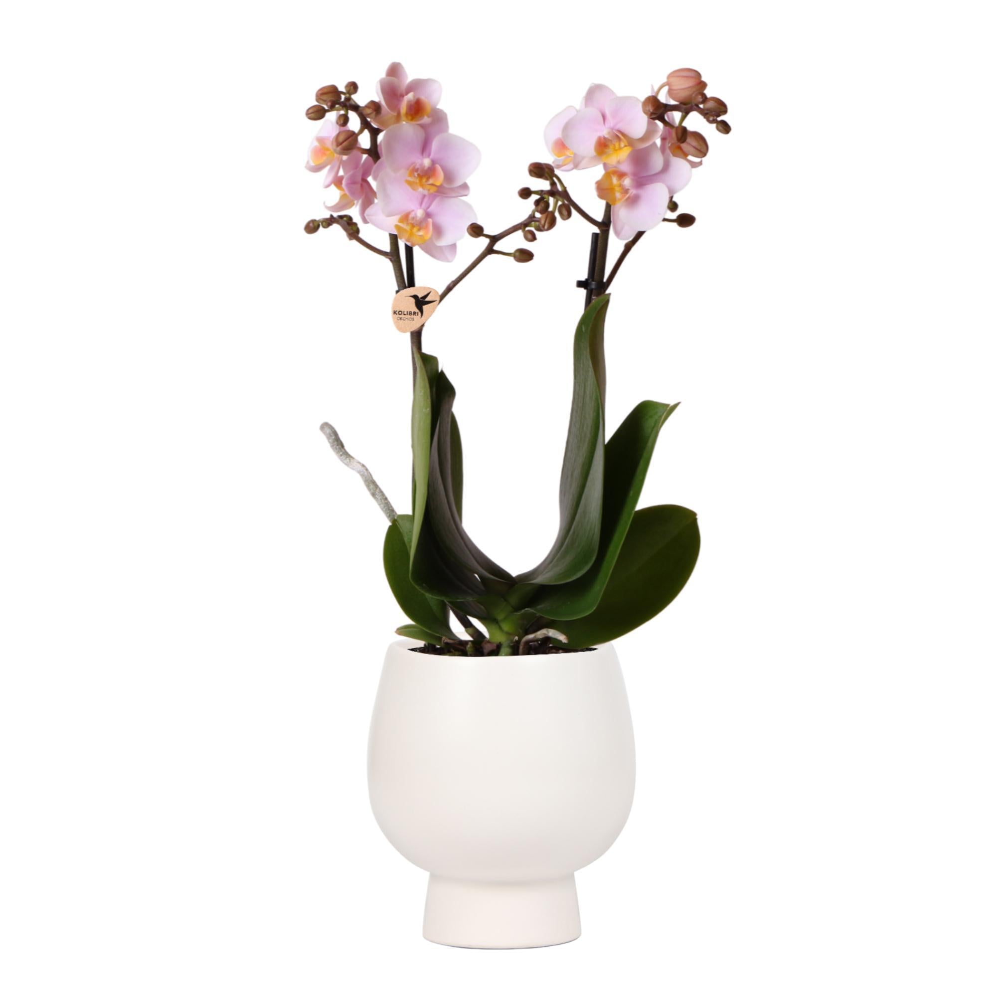 Everspring Kolibri orchids | roze phalaenopsis orchidee – andorra + scandic sierpot wit – potmaat ø9cm – 40cm hoog | bloeiende kamerplant in bloempot - vers van de kweker
