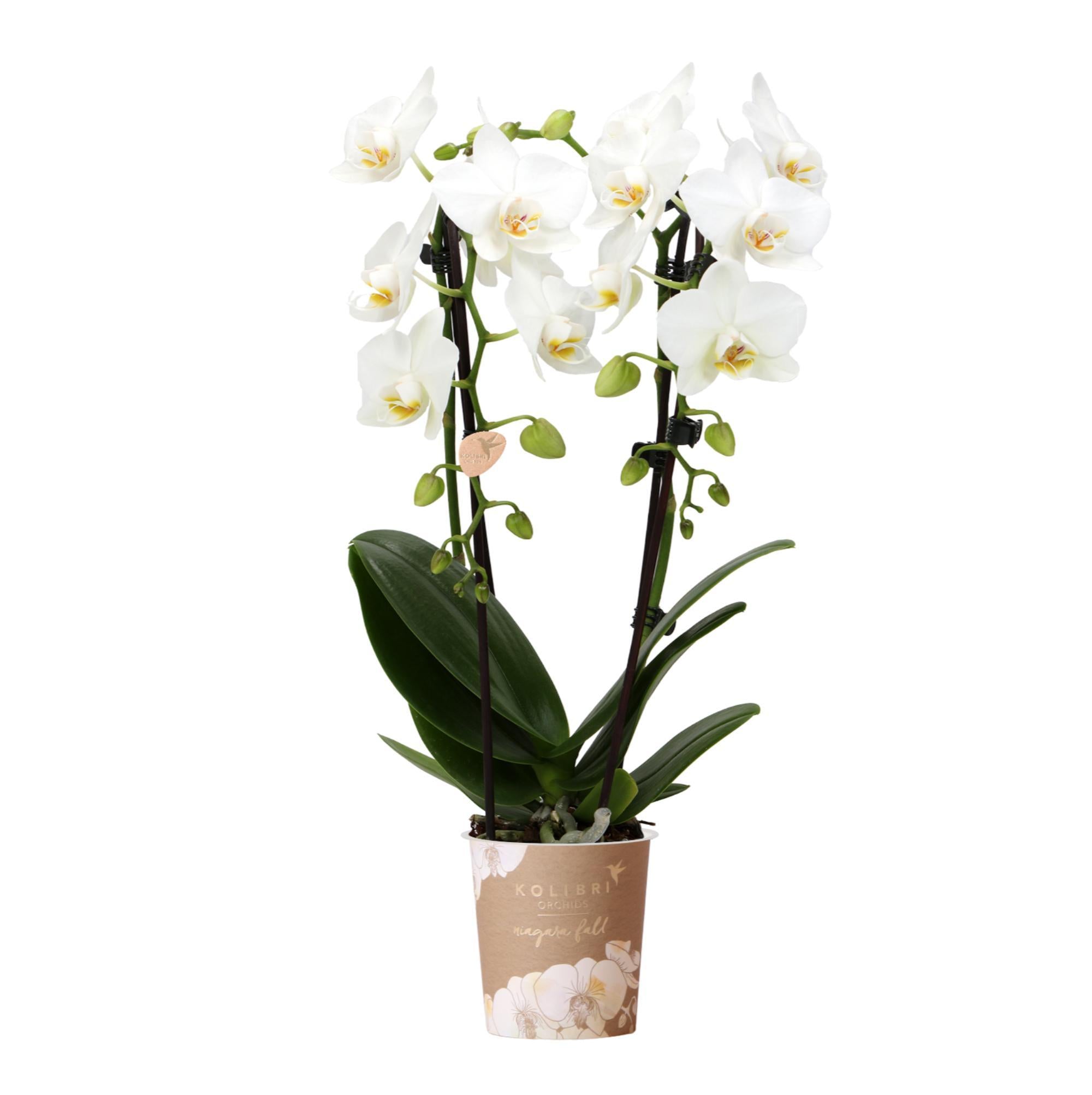 Everspring Witte phalaenopsis orchidee - niagara fall - potmaat ø9cm | bloeiende kamerplant - vers van de kweker