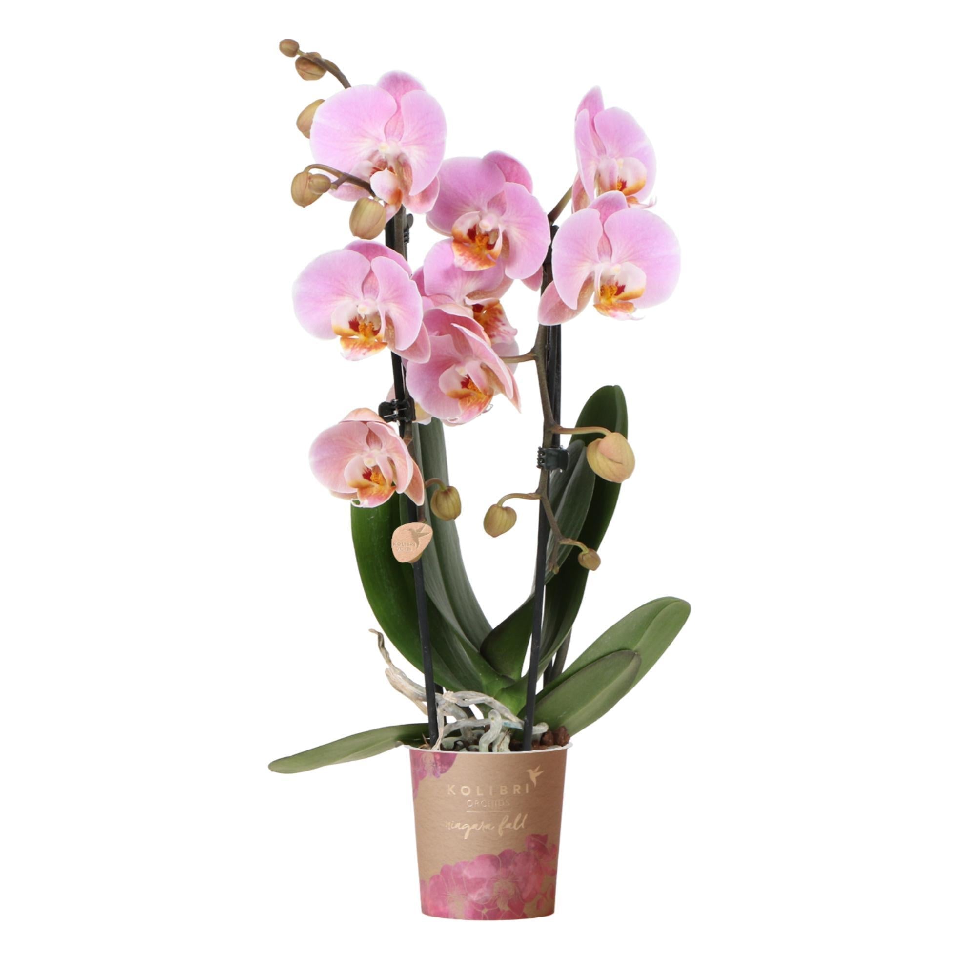 Everspring Roze phalaenopsis orchidee - niagara fall  - potmaat ø9cm | bloeiende kamerplant - vers van de kweker