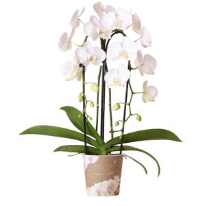 kolibriorchids Orchidées colibris - Orchidée Phalaenopsis blanche - Chute du Niagara - taille du pot 12cm - frais du producteur