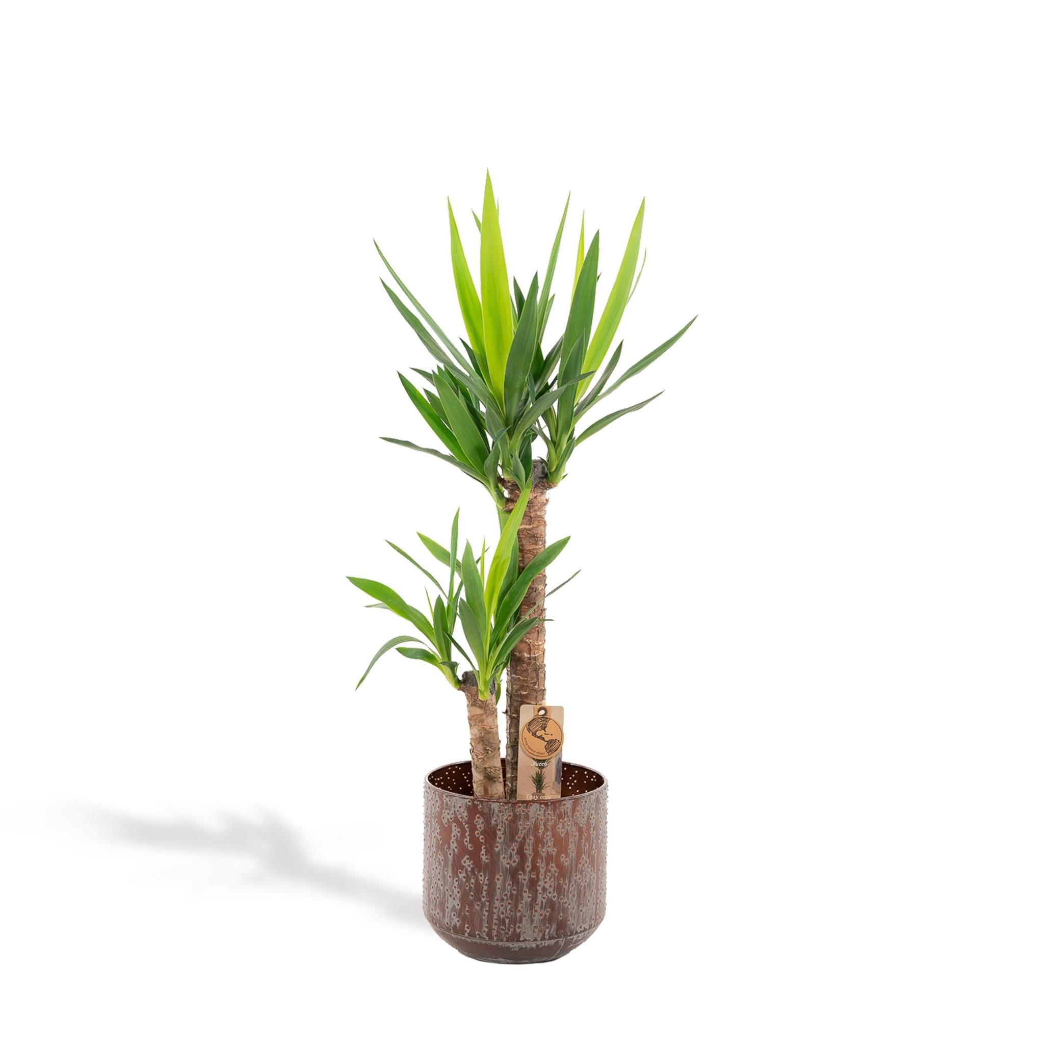 Everspring Yucca yucca met pot - ↨100cm - ø21cm