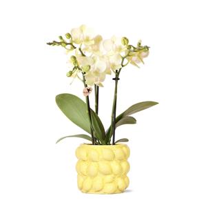 kolibriorchids Kolibri Orchids - orchidée phalaenopsis jaune - Mexique - taille de pot 9cm - plante d'intérieur à fleurs - fraîchement obtenue chez l'horticulteur