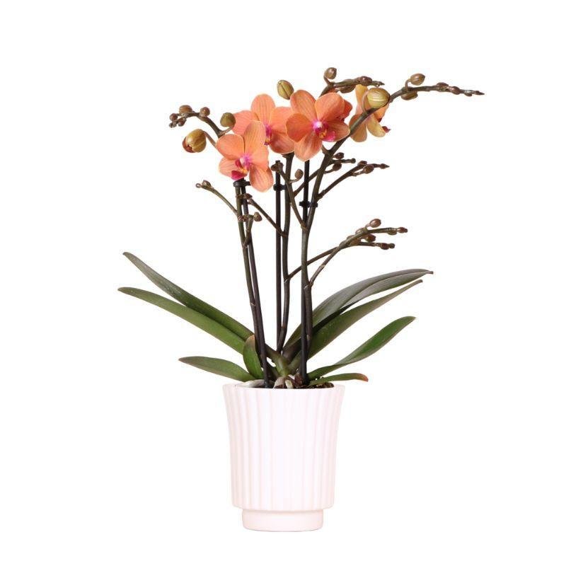 Everspring Kolibri orchids | oranje phalaenopsis orchidee – bolzano + retro white – potmaat ø9cm – 40cm hoog | bloeiende kamerplant in bloempot - vers van de kweker
