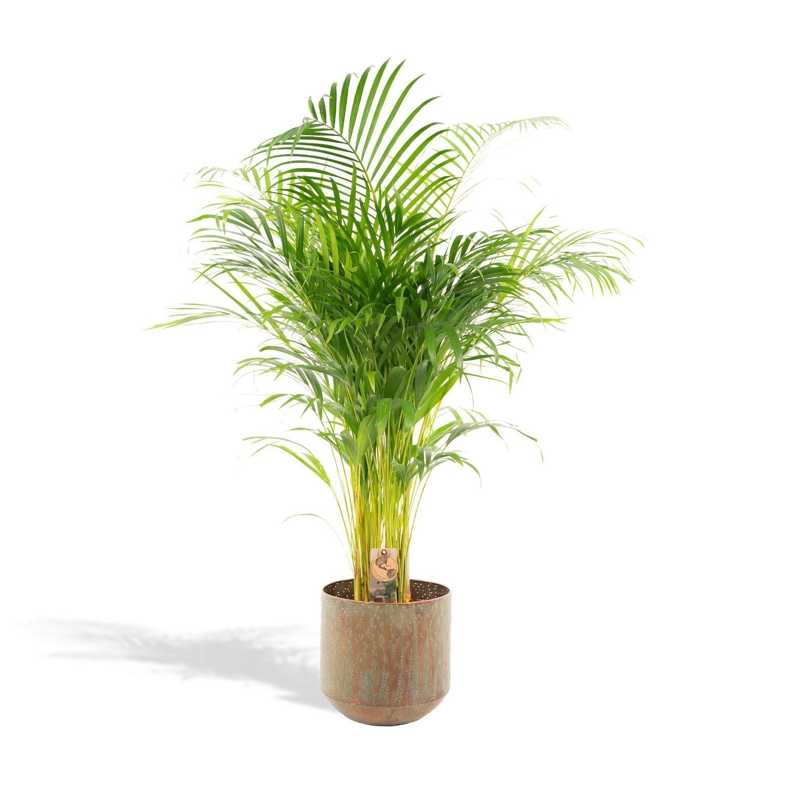 Everspring Areca palm areca palm met pot - ↨110cm - ø21cm