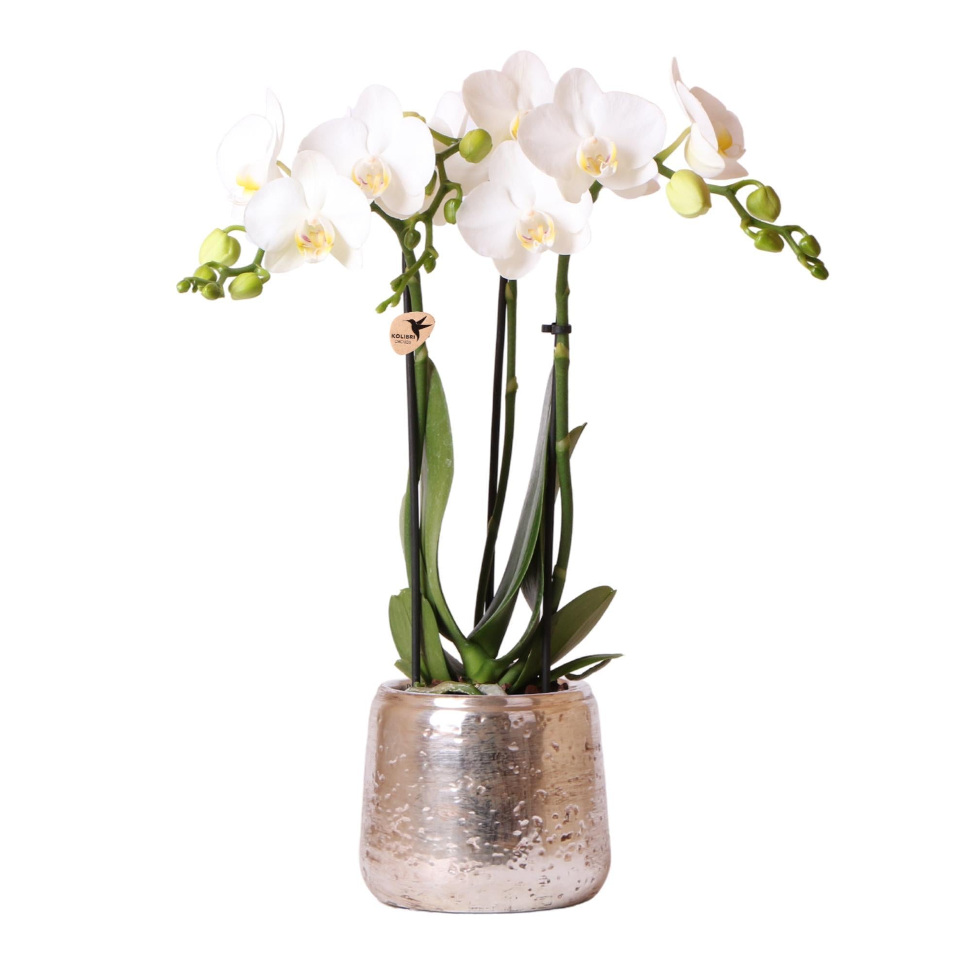 Everspring Kolibri orchids | witte phalaenopsis orchidee – amabilis + luxury sierpot zilver – potmaat ø9cm – 40cm hoog | bloeiende kamerplant in bloempot - vers van de kwek