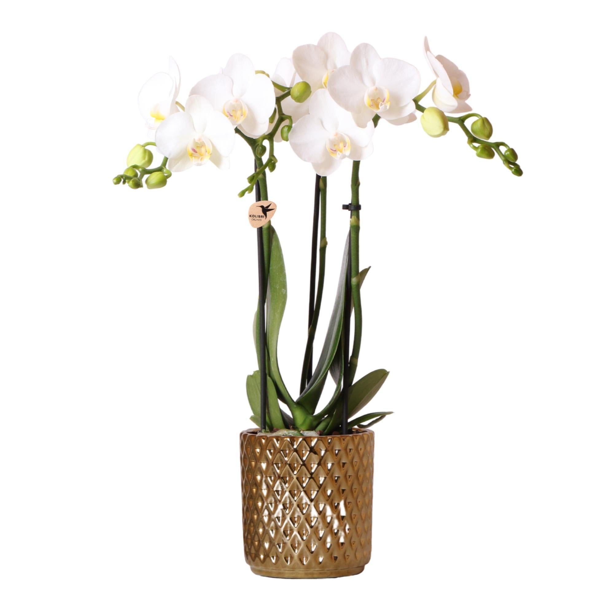 Everspring Kolibri orchids | witte phalaenopsis orchidee – amabilis + diamond sierpot goud – potmaat ø9cm – 40cm hoog | bloeiende kamerplant in bloempot - vers van de kweke