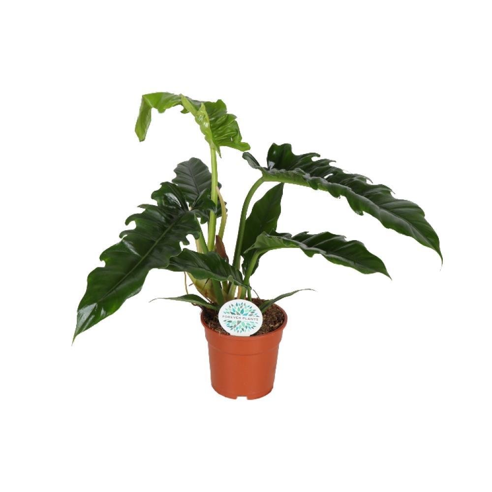 Everspring Philodendron narrow - ø17cm - ↑↓f50cm