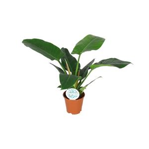 Everspring Philodendron imperial green - ø14cm - ↑↓f40cm ø14cm - ↑↓f40cm