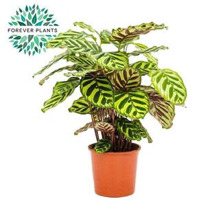 Everspring Calathea makoyana - ø17cm - ↑↓f55cm - pauwenplant - vers van de kweker