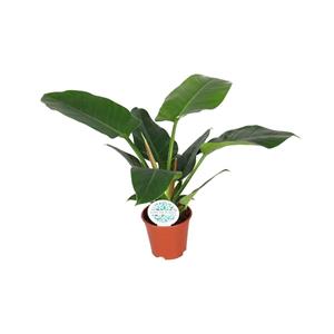 Everspring Philodendron imperial green - ø17cm - ↑↓f50cm ø17cm - ↑↓f50cm