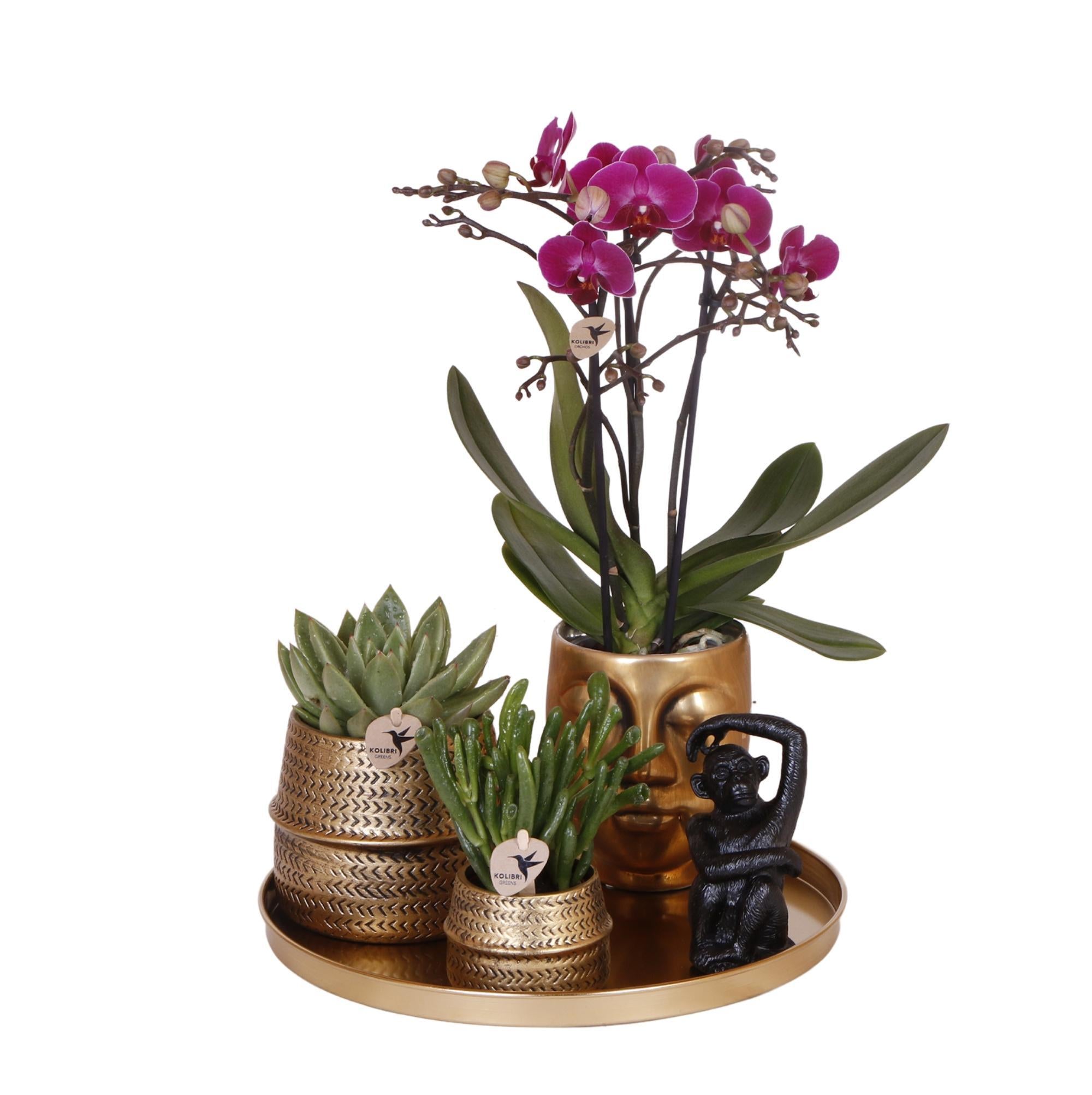 Everspring Kolibri orchids | paarse phalaenopsis orchidee - morelia - potmaat ø9cm | bloeiende kamerplant - vers van de kweker kolibri company | gift set hotel chic&