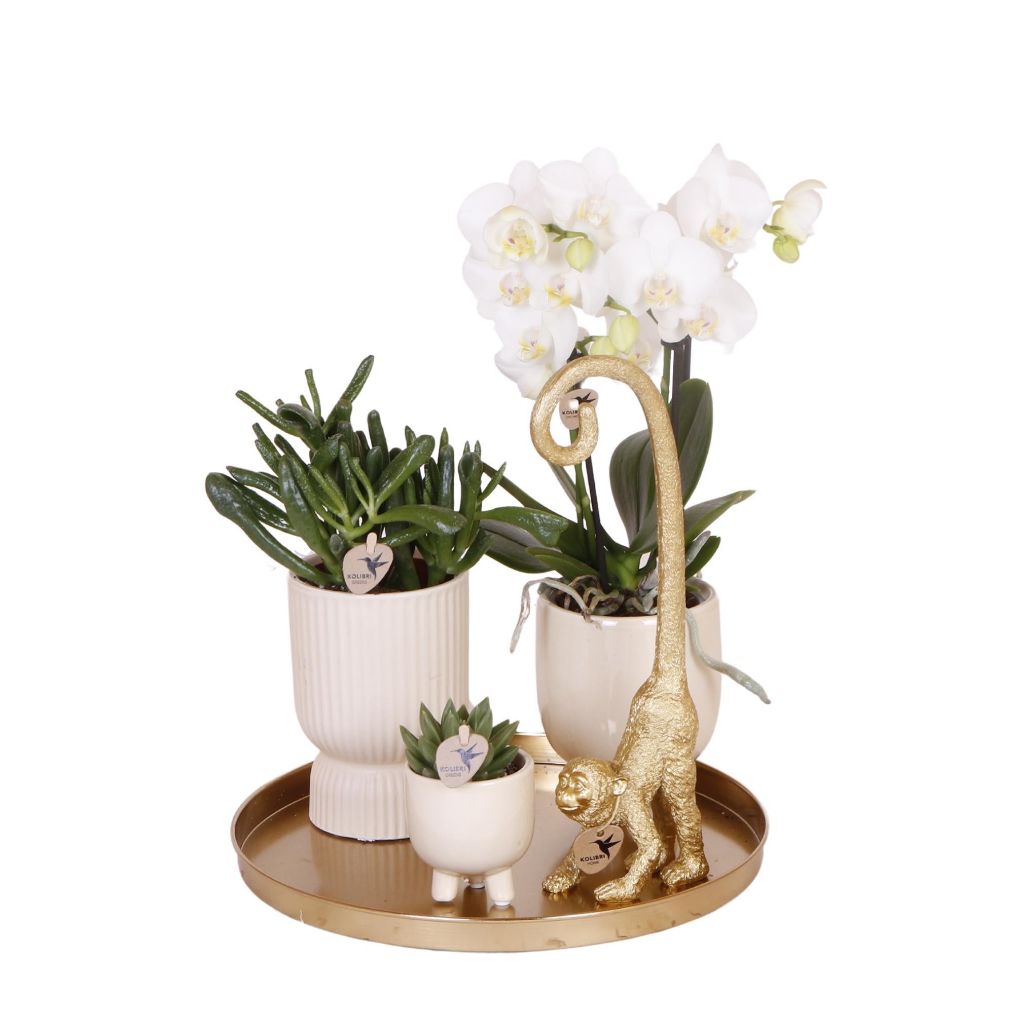 Everspring Kolibri orchids | witte phalaenopsis orchidee - amabilis - potmaat ø9cm | bloeiende kamerplant - vers van de kweker kolibri company | gift set luxury livi