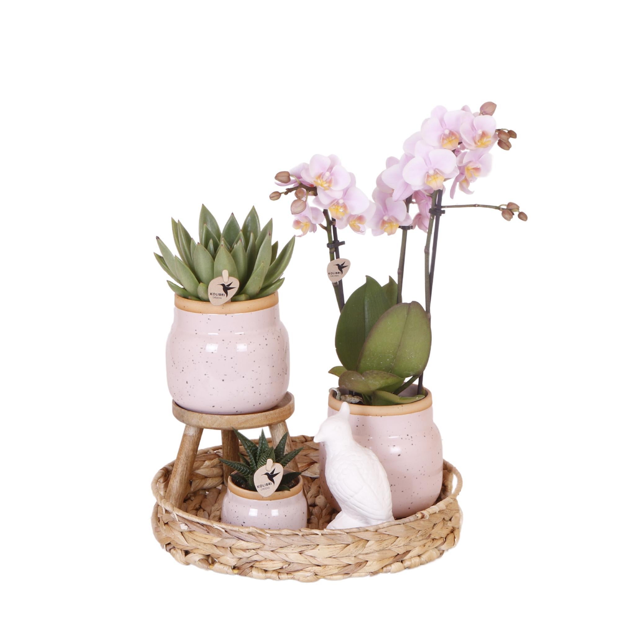 Everspring Kolibri orchids | roze phalaenopsis orchidee - andorra - potmaat ø9cm | bloeiende kamerplant - vers van de kweker kolibri company | gift set romantic&Vert