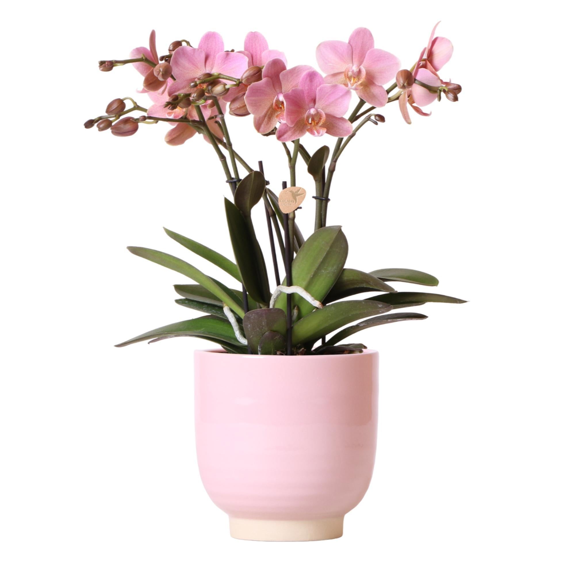kolibriorchids Kolibri Orchids - Orchidée Phalaenopsis Jewel Treviso rose dans un pot émaillé rose - taille du pot 12cm