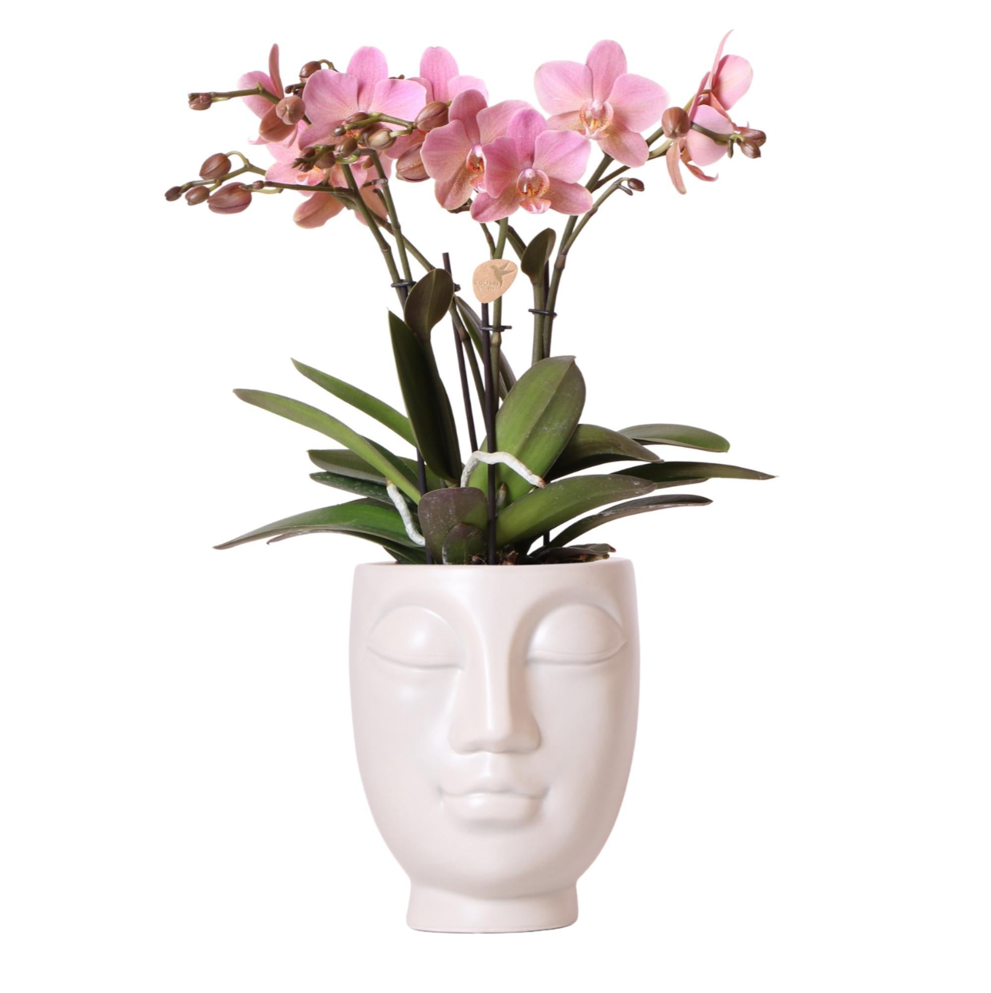 kolibriorchids Kolibri Orchids - Orchidées colibris - Orchidée phalaenopsis rose en pot blanc face-à-face - taille du pot 12 cm