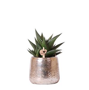 Everspring Haworthia limifolia in luxury pot zilver - potmaat ø9cm - groene kamerplant - vers van de kweker