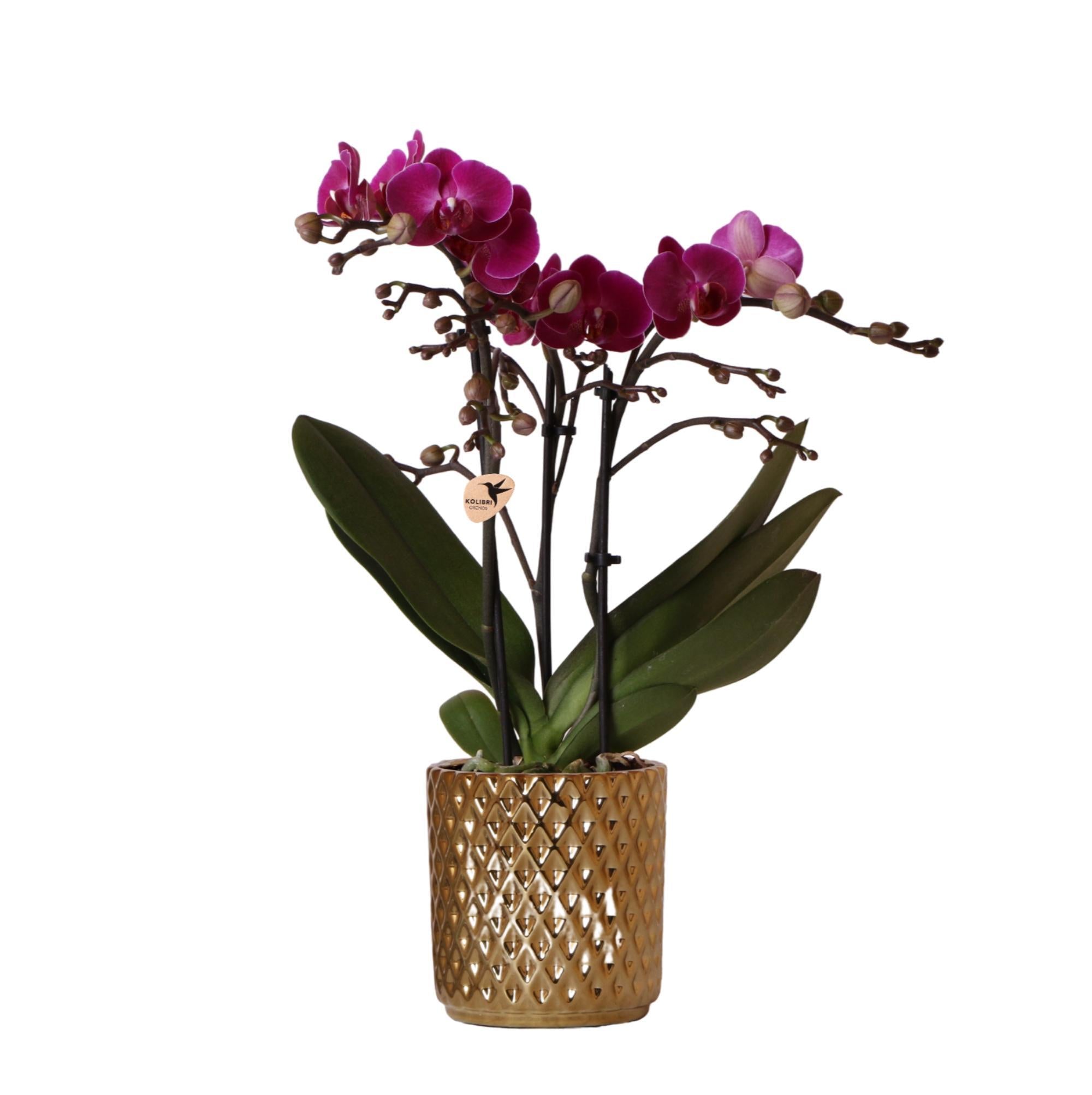 Everspring Paarse phalaenopsis orchidee - morelia + diamond sierpot goud - potmaat ø9cm - 35cm hoog | bloeiende kamerplant - vers van de kweker
