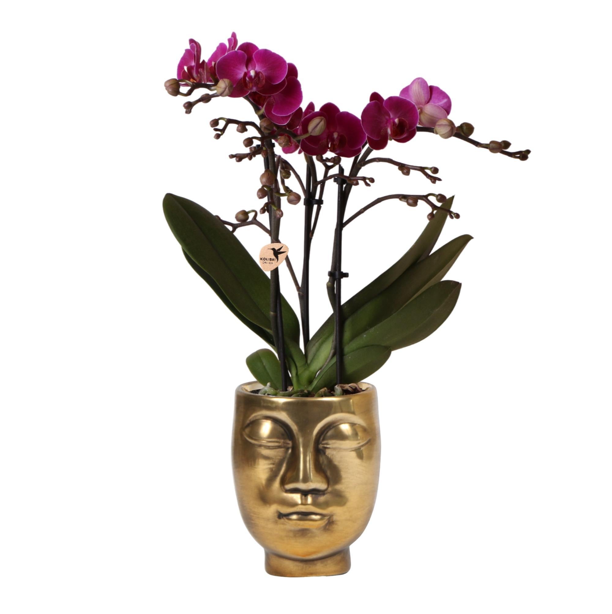 Everspring Kolibri orchids | paarse phalaenopsis orchidee - morelia + face to face sierpot goud - potmaat ø9cm - 35cm hoog | bloeiende kamerplant - vers van de kweker
