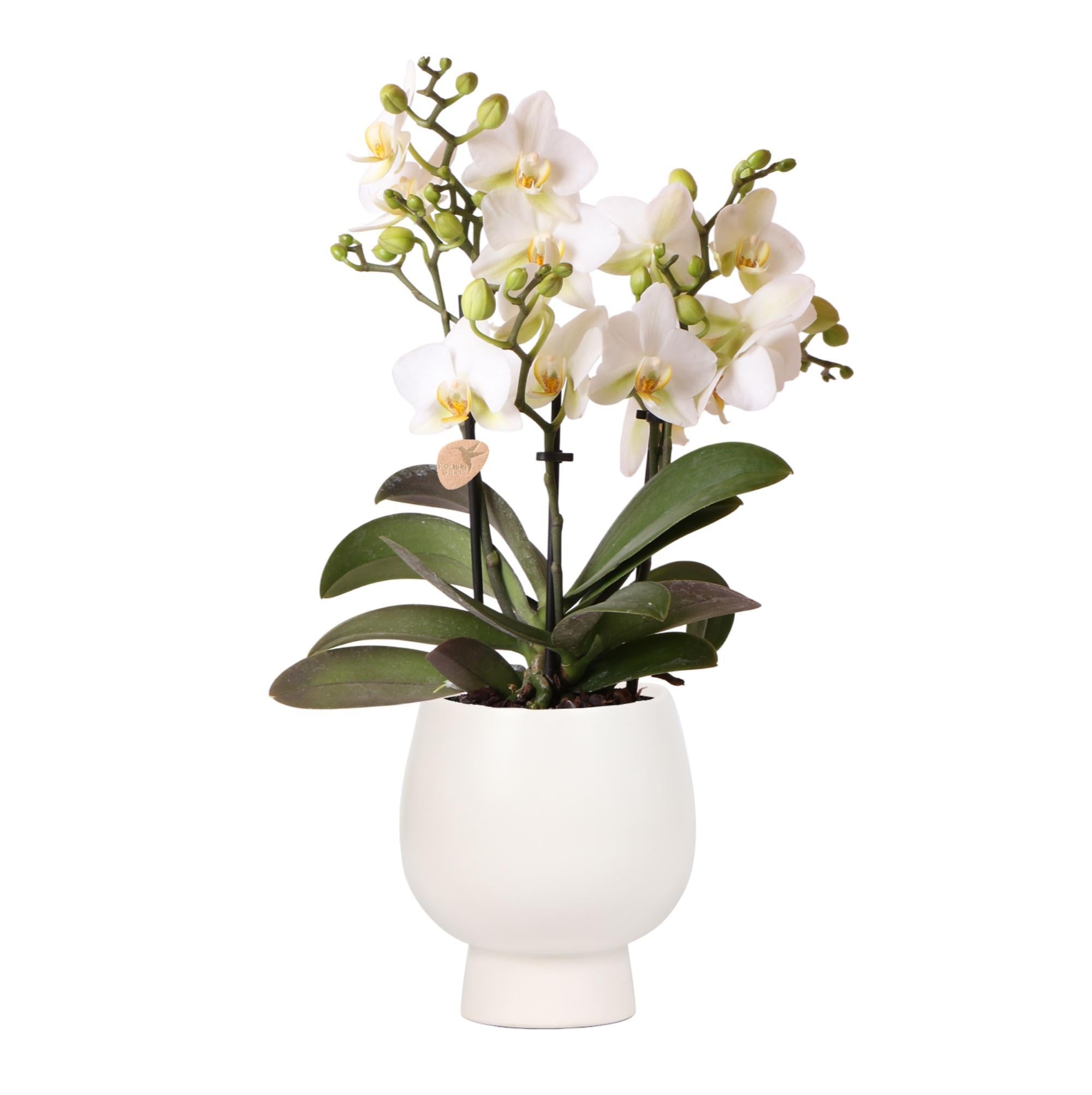 kolibriorchids Orchidée Phalaenopsis blanche - Lausanne + pot décoratif blanc Scandic - taille de pot 9cm + hauteur 40cm - plante d'intérieur fleurie - Kolibri