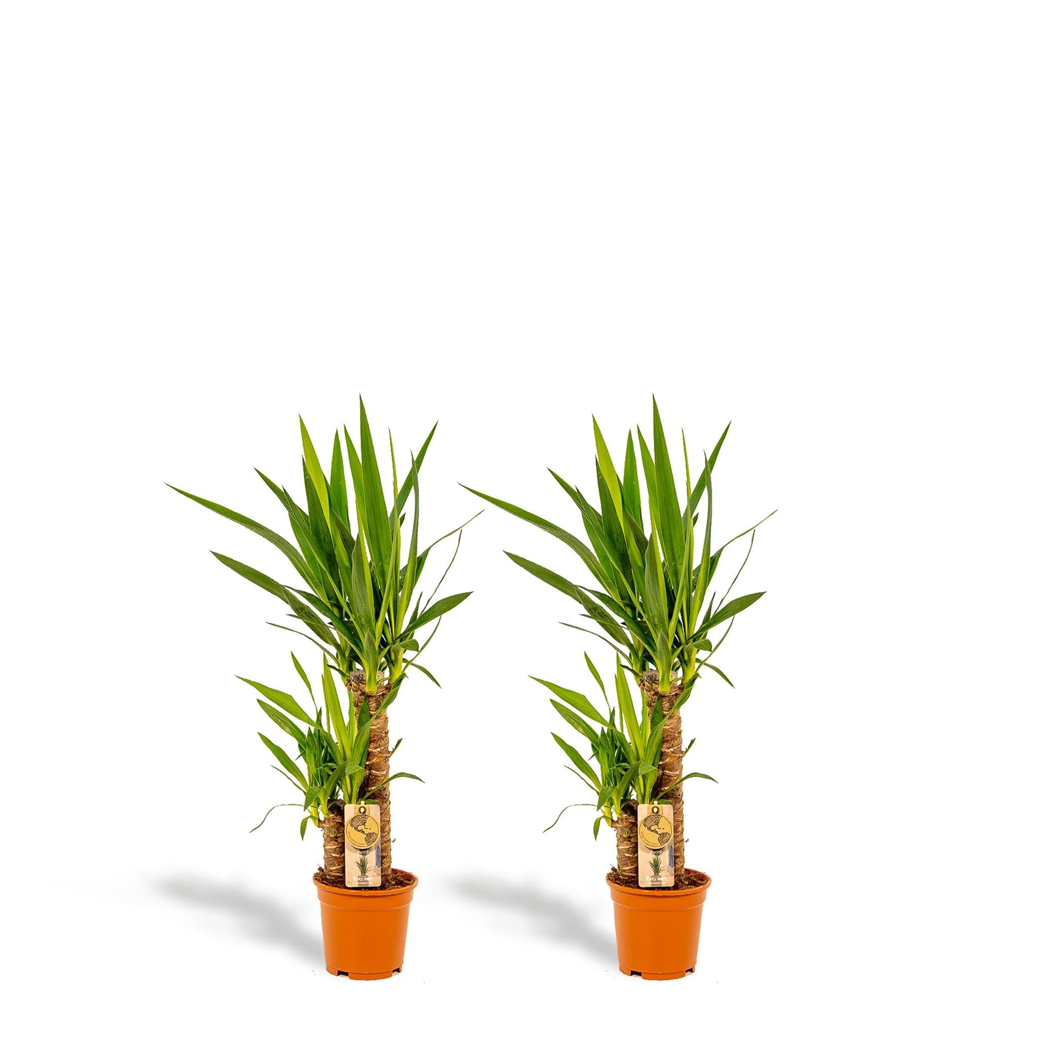 Everspring Yucca 2x yucca - ↨90cm - ø17cm