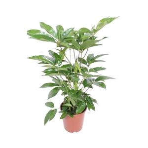 Everspring Schefflera actinophylla amate - ø24cm - ↑↓f100cm ø24cm - ↑↓f100cm