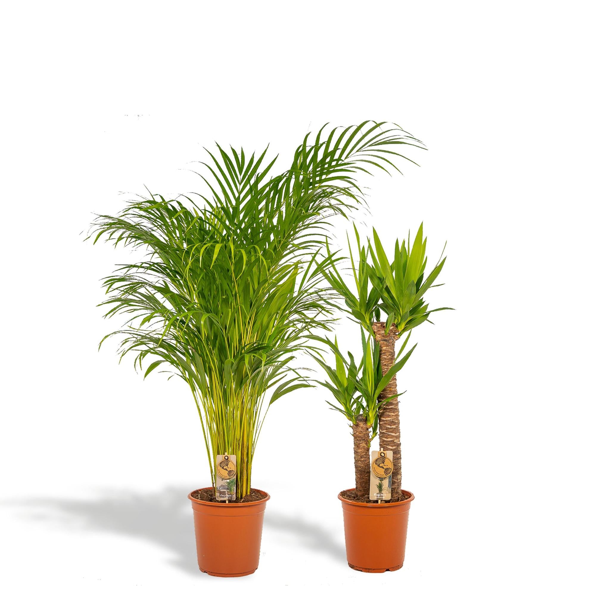 Everspring Areca palm areca - ↨130cm - ø24cm + yucca - ↨100cm - ø21cm -