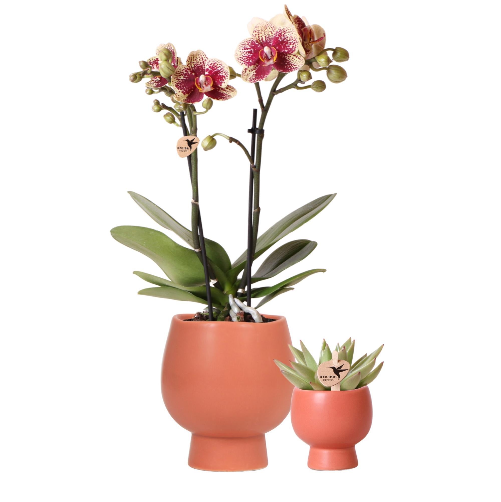 Everspring Geel rode phalaenopsis orchidee - spain - potmaat ø9cm | bloeiende kamerplant - vers van de kweker kolibri orchids | planten set scandic terracotta - met oranje phalae